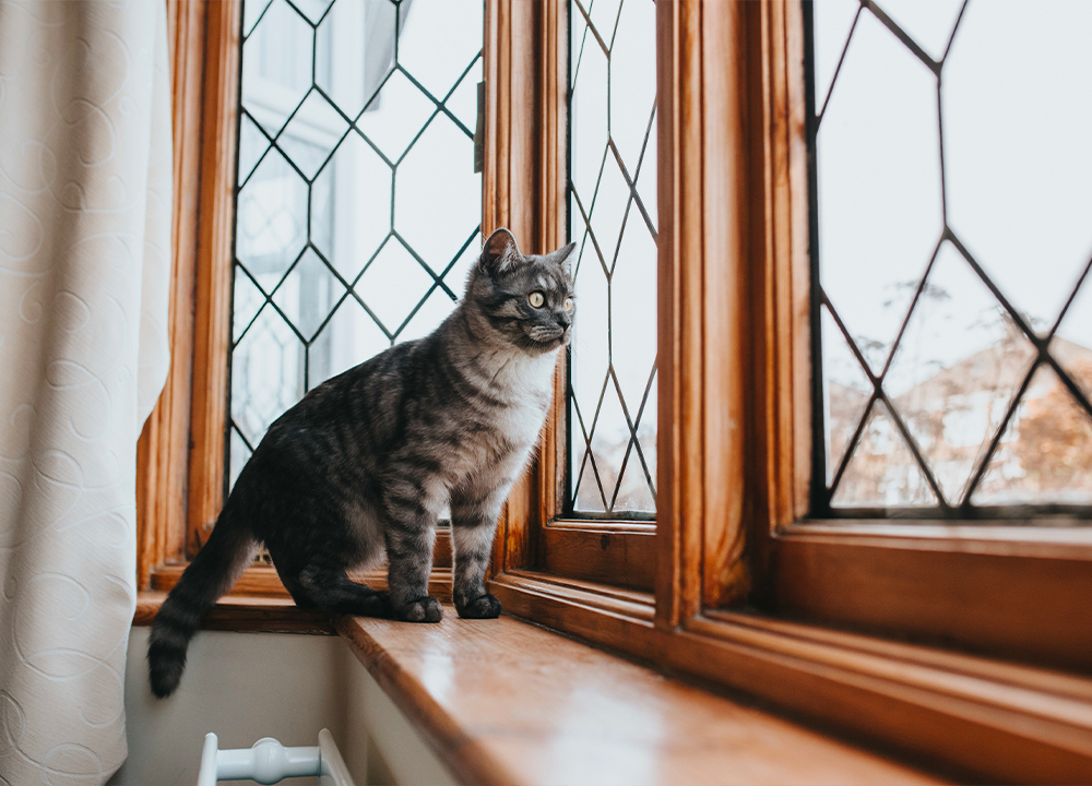 Gatto grigio sul davanzale accanto a infissi in legno ben mantenuti, con vetri decorati a griglia, simbolo di comfort abitativo e cura dei serramenti.